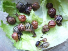 Alle Schnecken auf einem Haufen